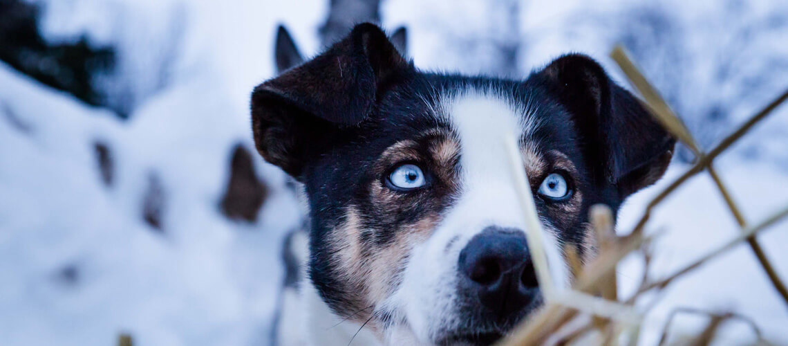 Djurfotograf i Kalmar
