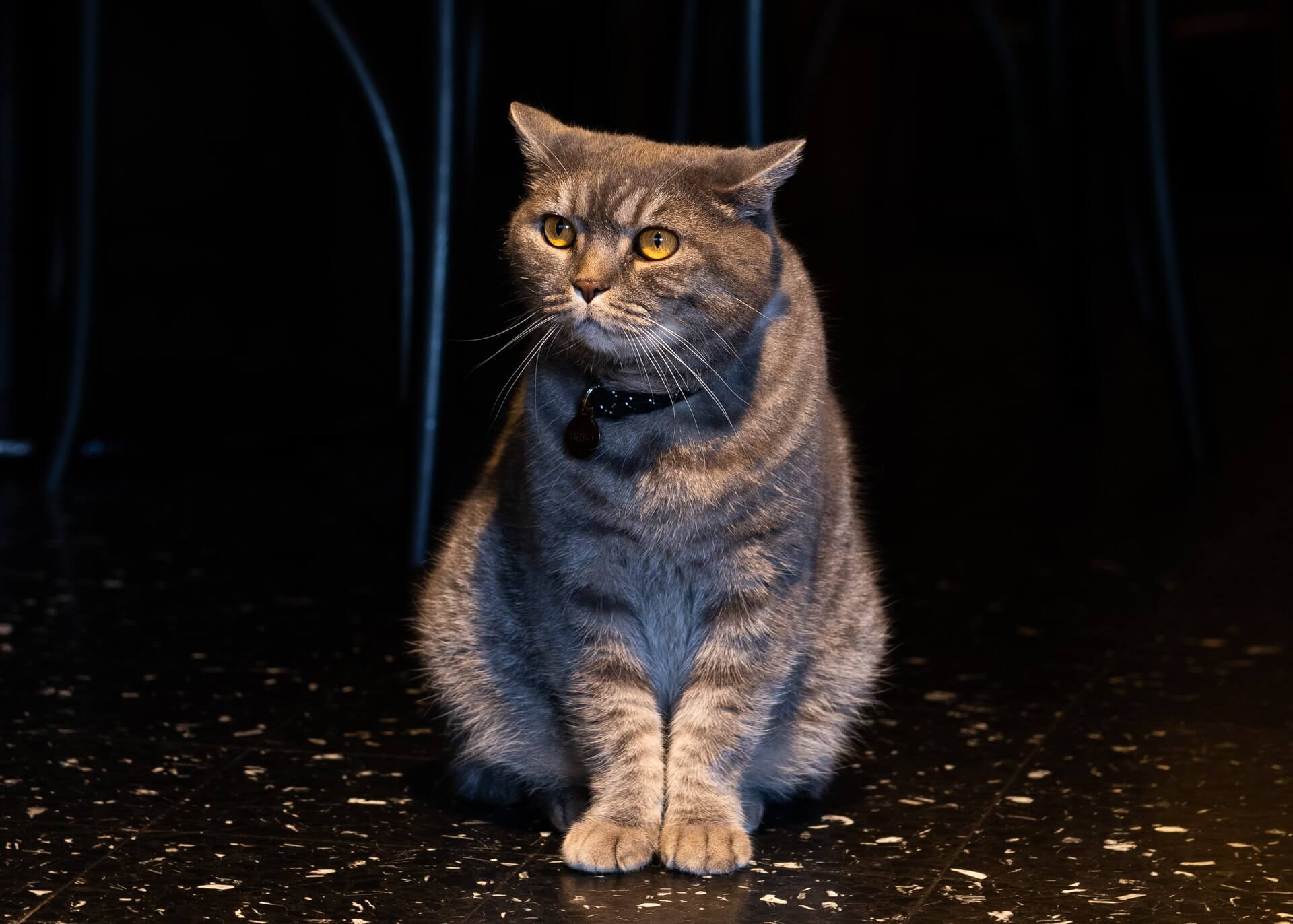 Djurfotografering Kalmar.