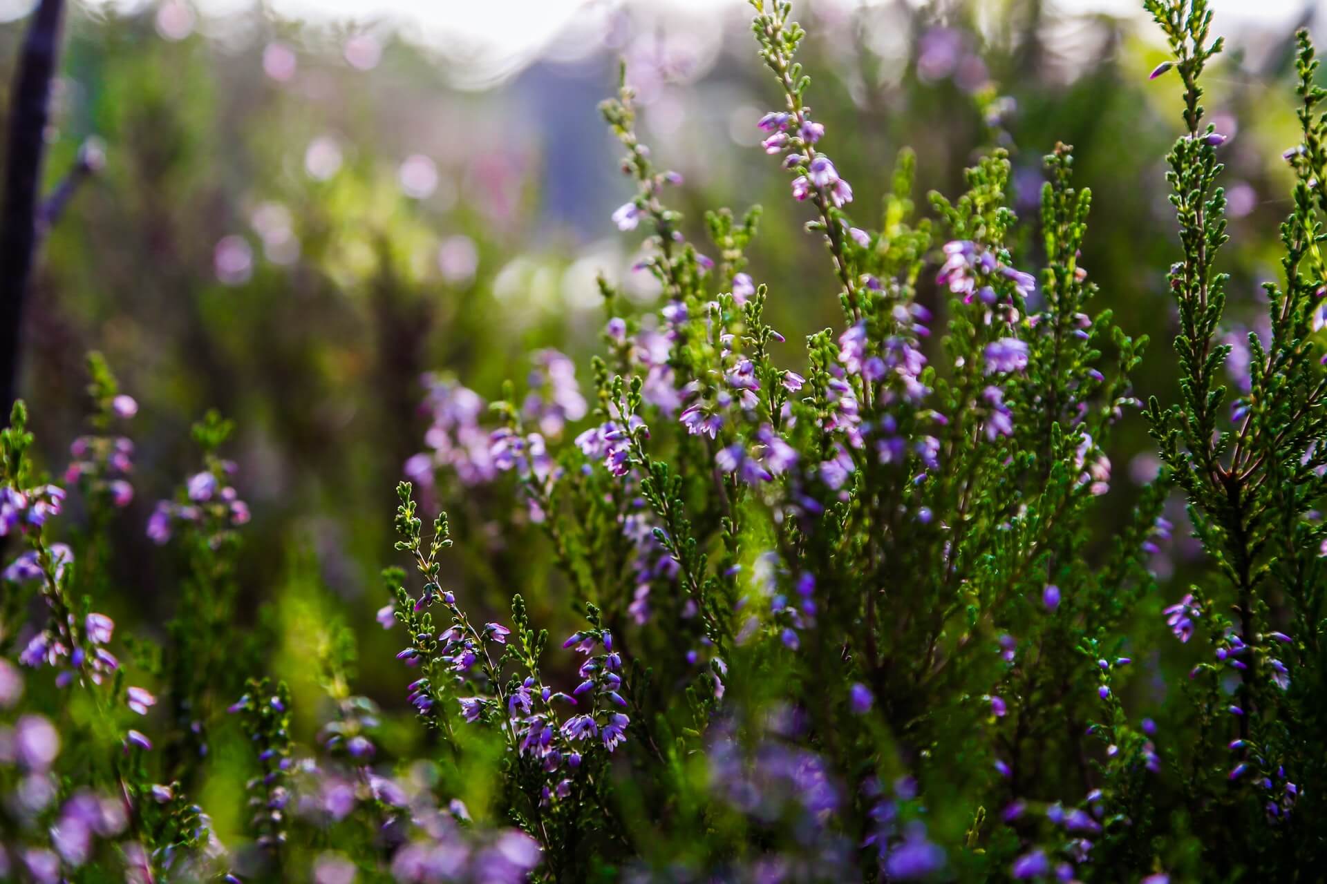 Naturfoto Kalmar portfolio.